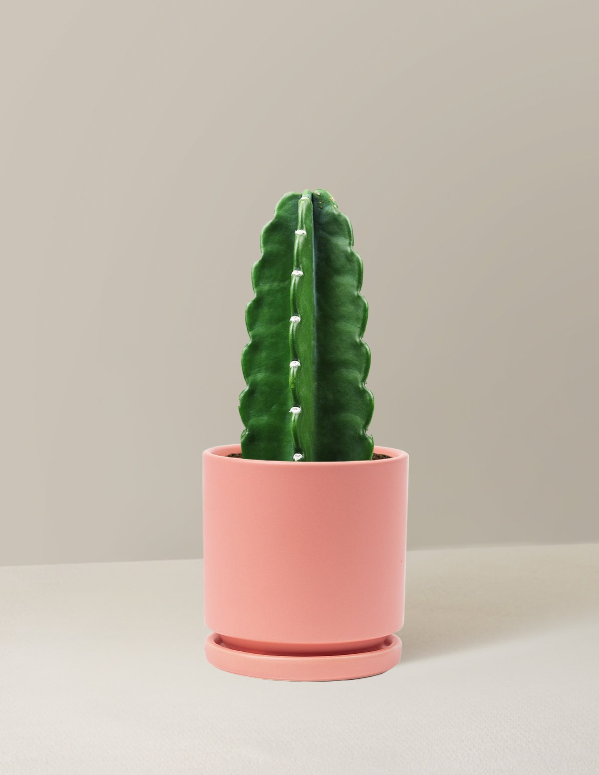 Cuddly Cactus