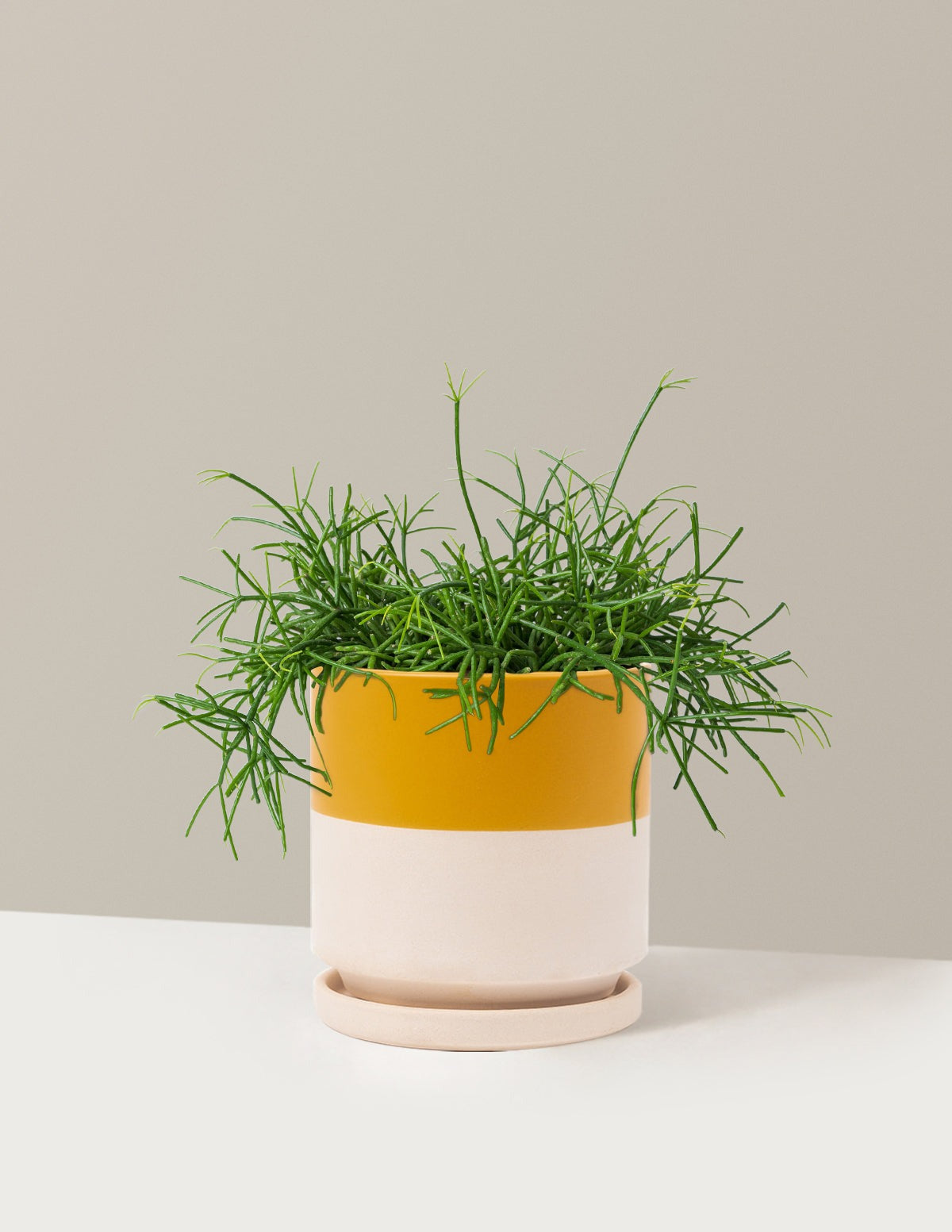Mistletoe Cactus