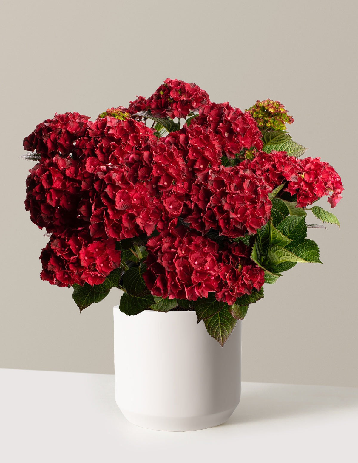 Cherry-Go-Round® Hydrangea