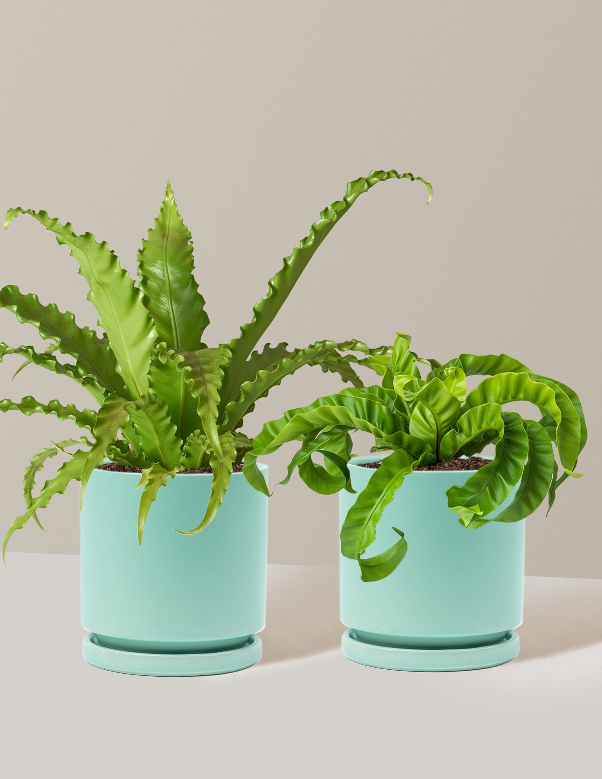 Fern Friends Duo