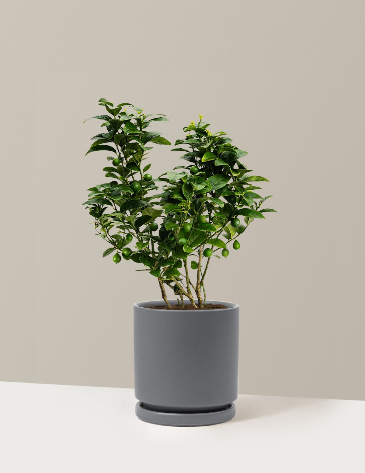 Key Lime Bush