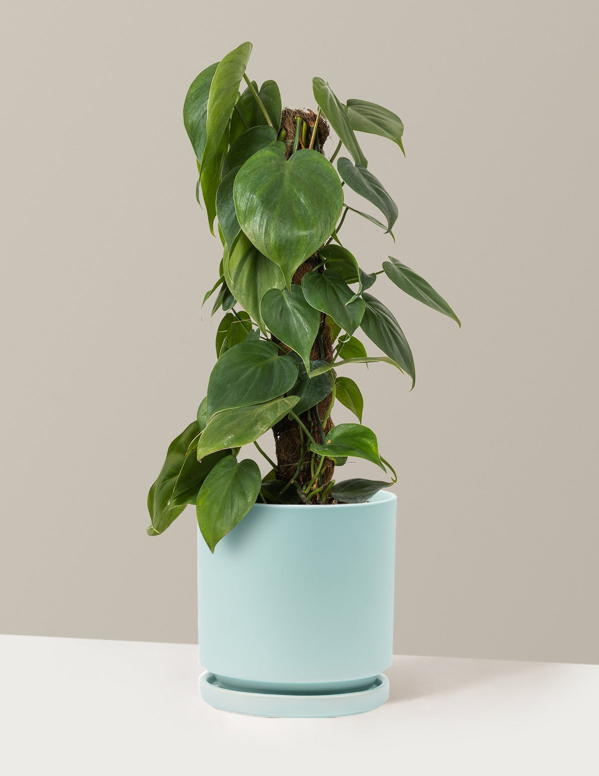 Heartleaf Philodendron Totem