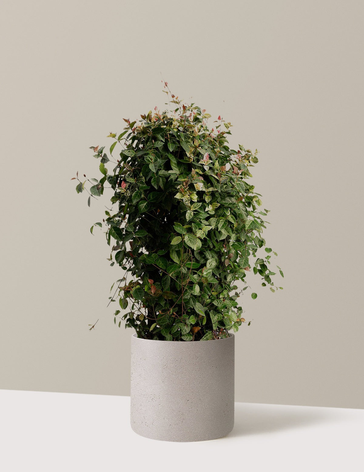 Snow-N-SummerTM Asiatic Jasmine