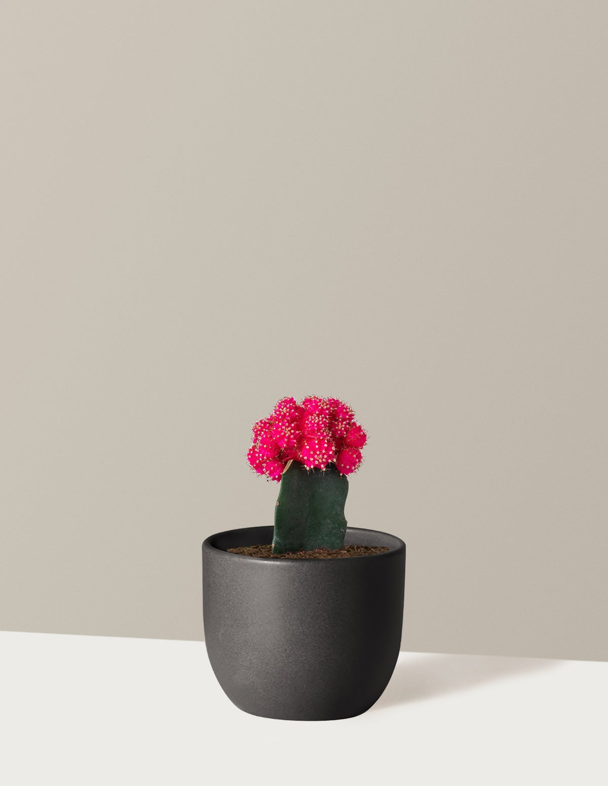 Moon Cactus