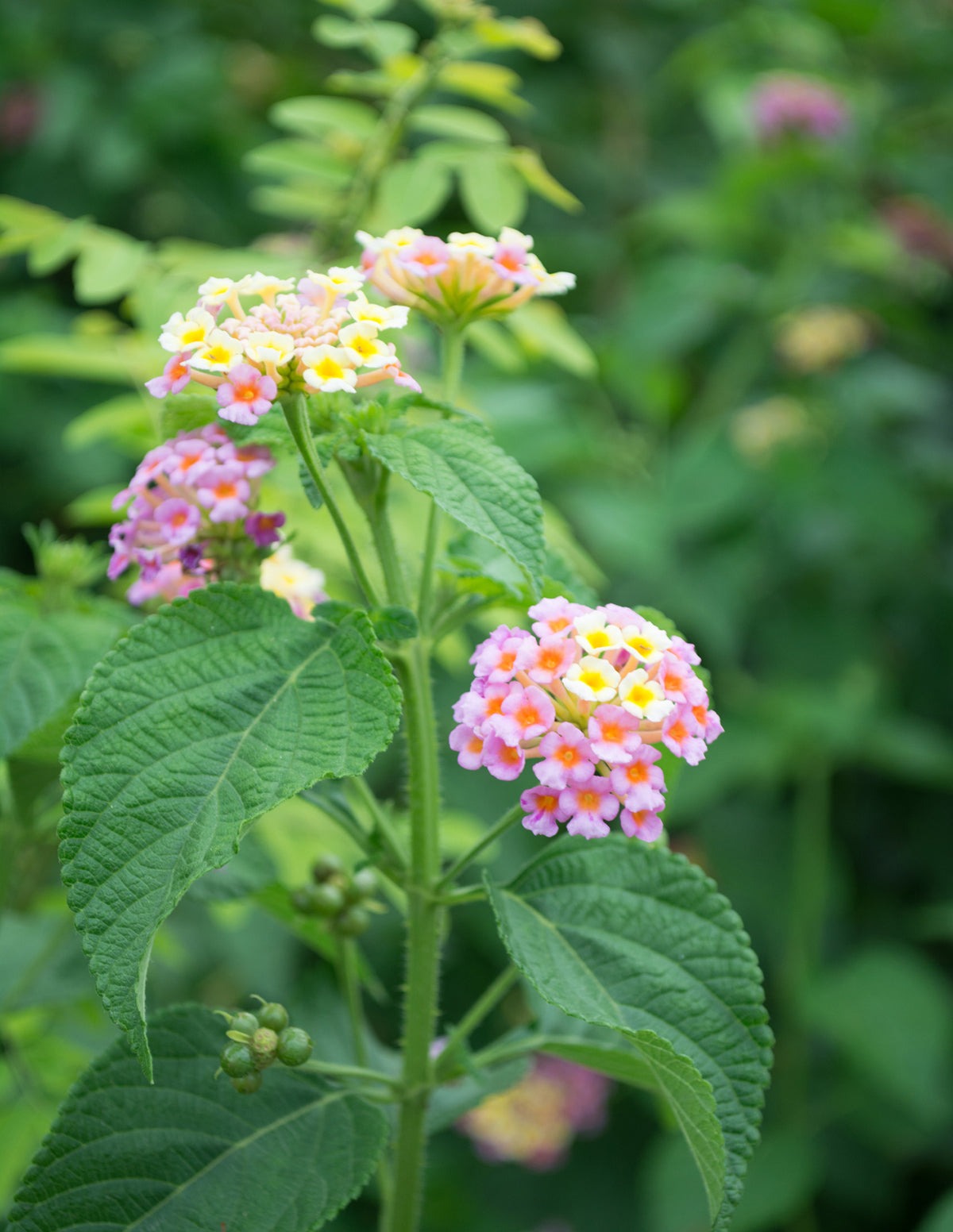 Mary Ann Lantana