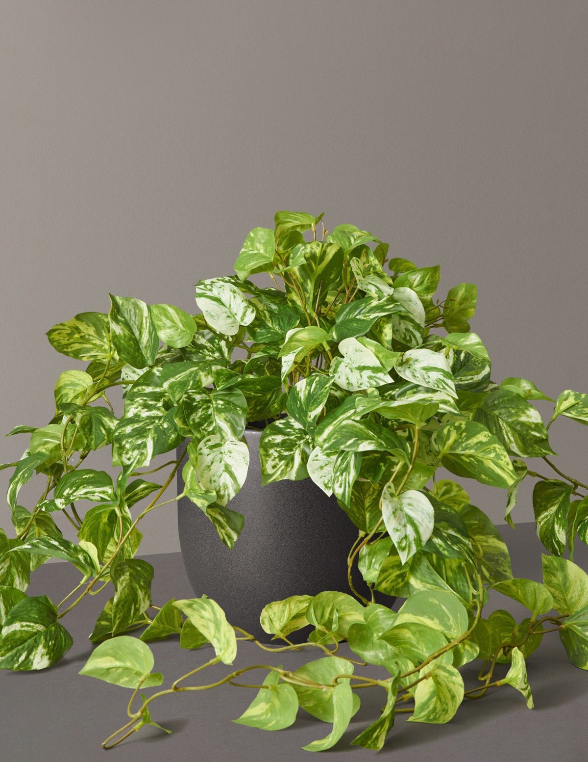 Artificial Pothos Plant