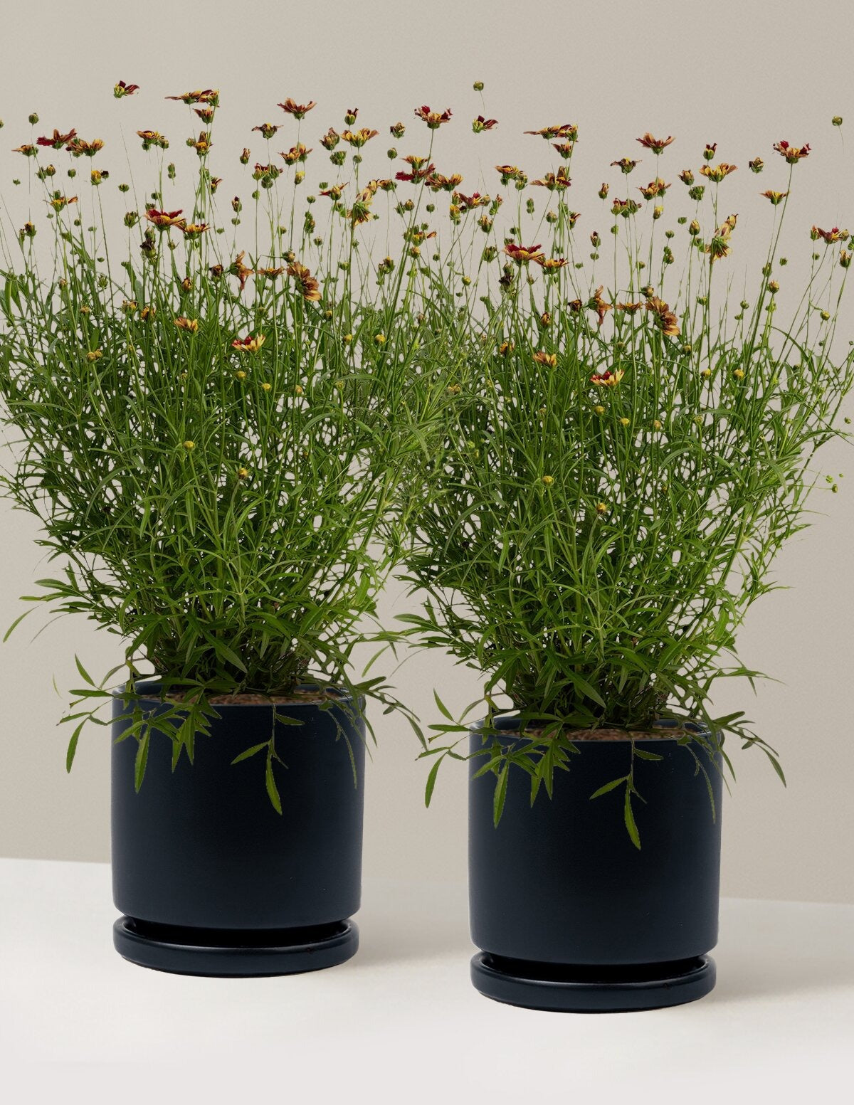 Li'l BangTM Red Elf Coreopsis