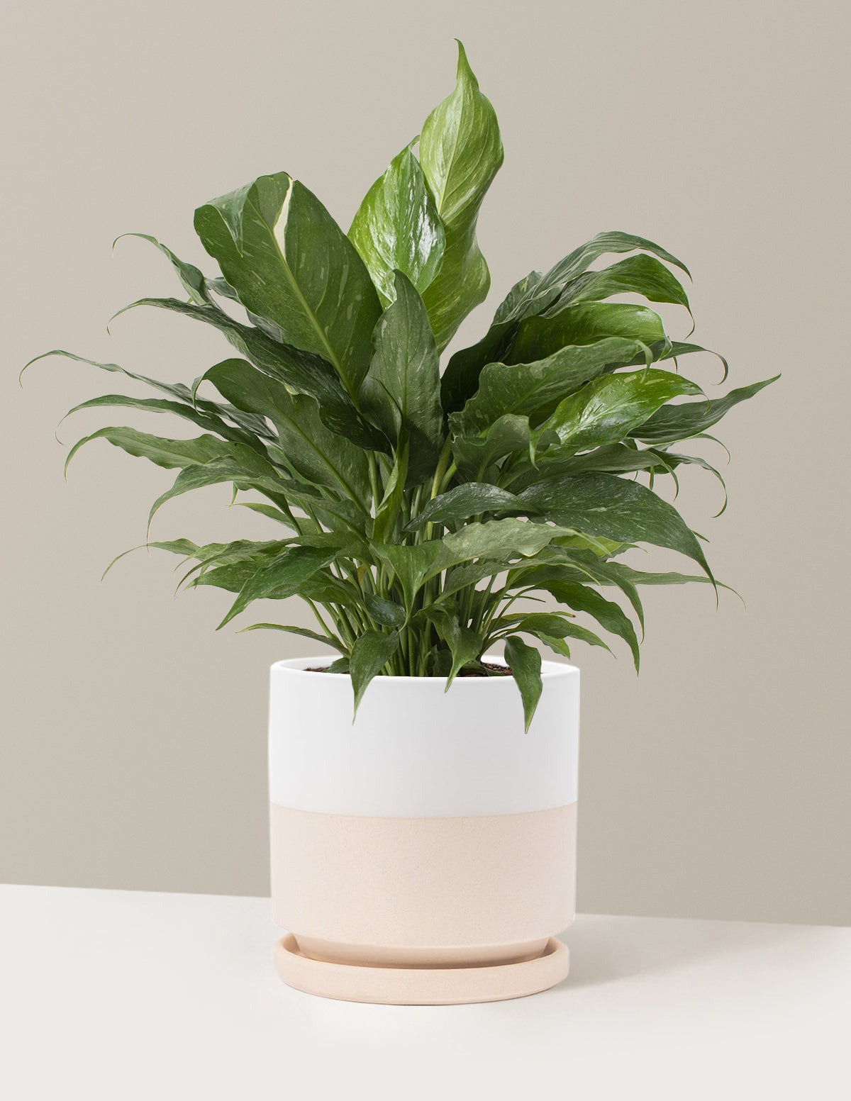 Peace Lily Domino