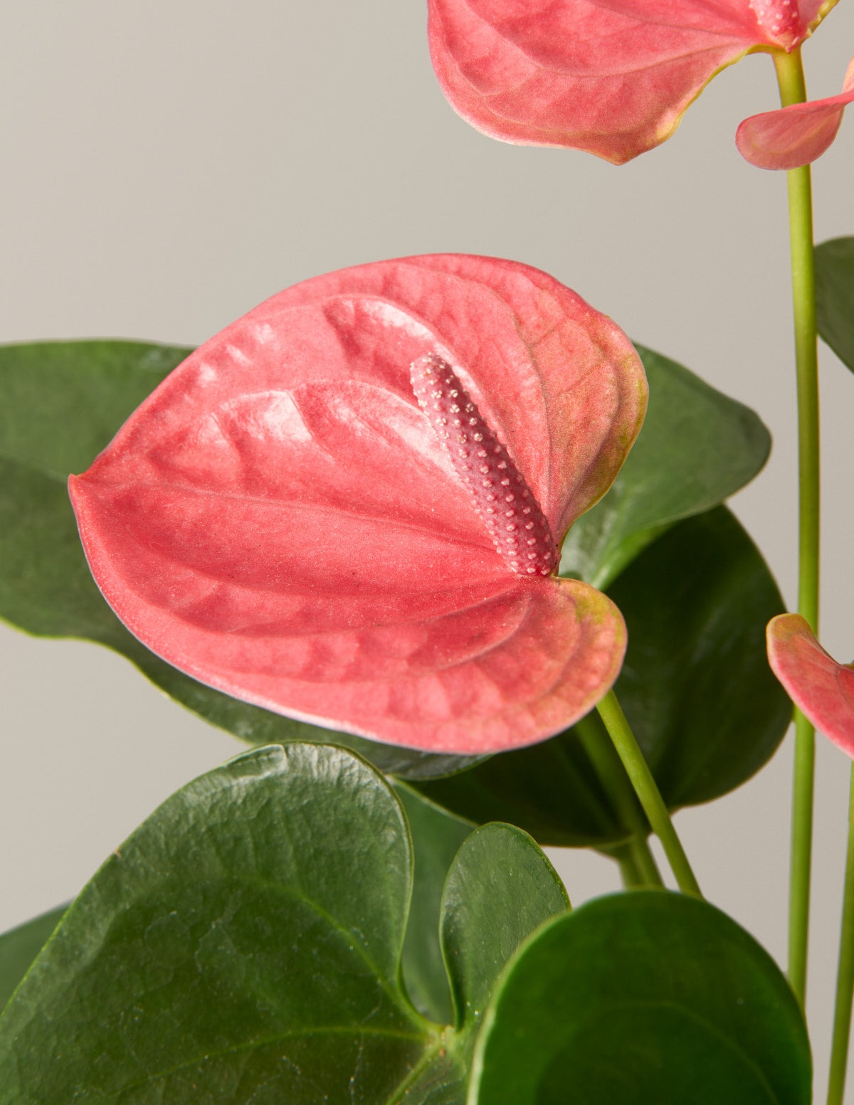Colorful Anthurium Party Pack