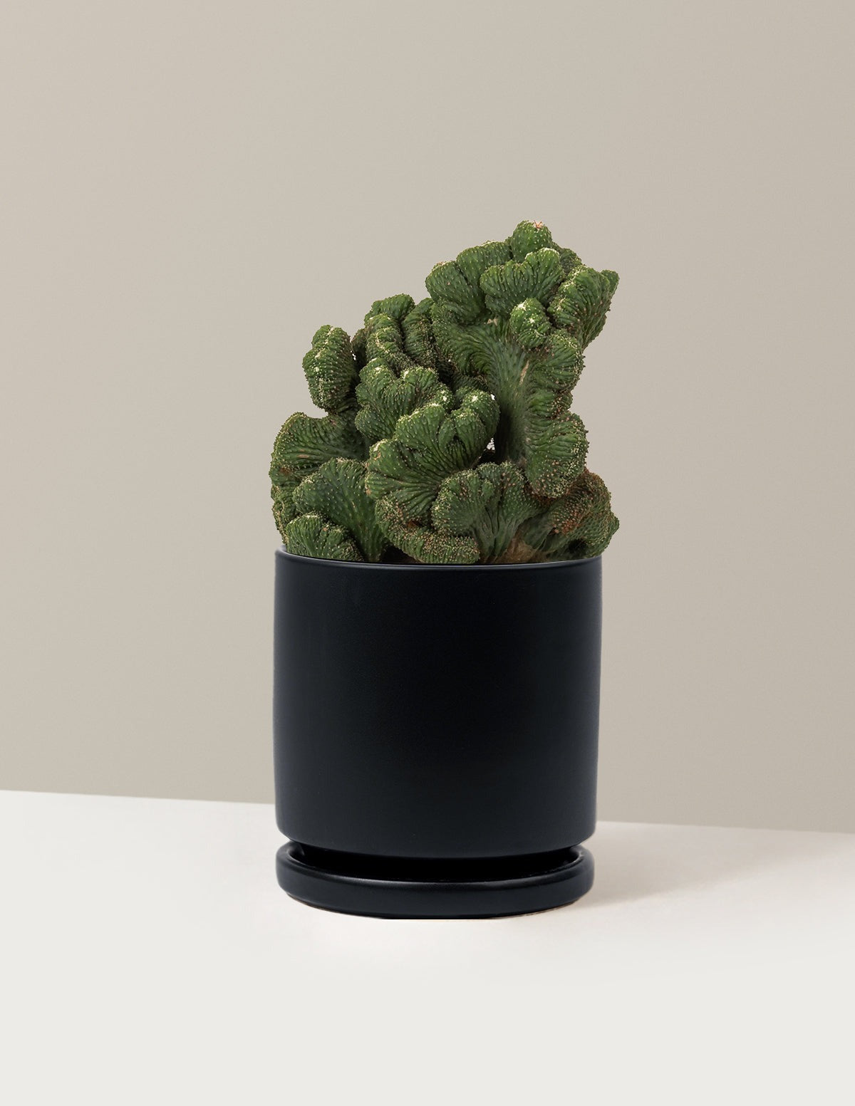 Cereus Green Coral Cactus