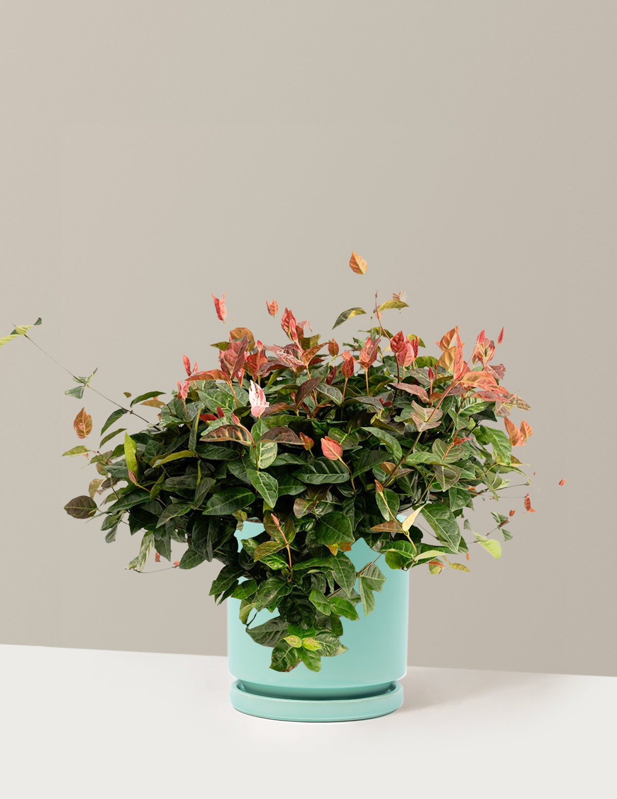 Snow-N-SummerTM Asiatic Jasmine