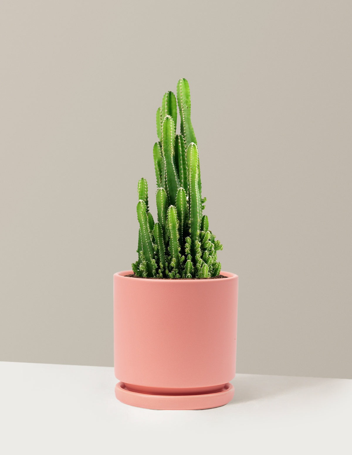 Fairy Castle Cactus