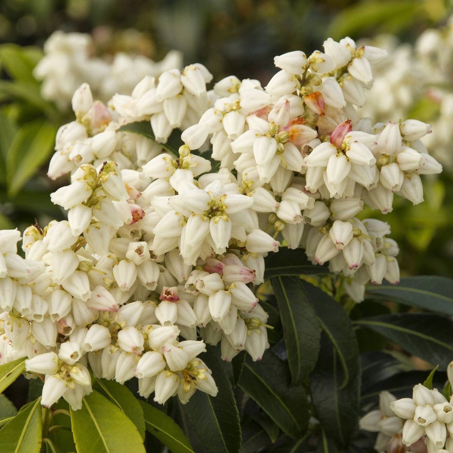 Enchanted Forest® River RunTM Pieris