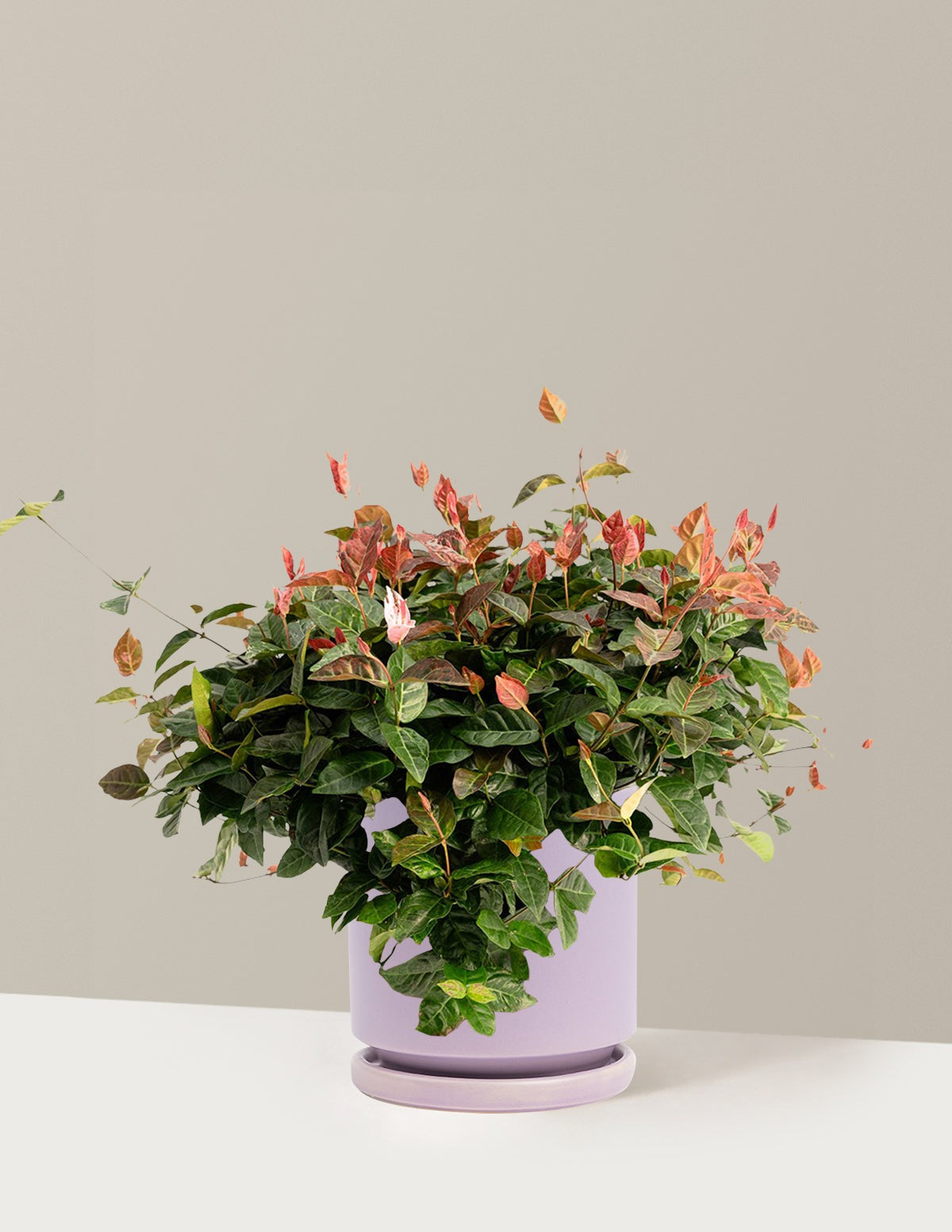 Snow-N-SummerTM Asiatic Jasmine
