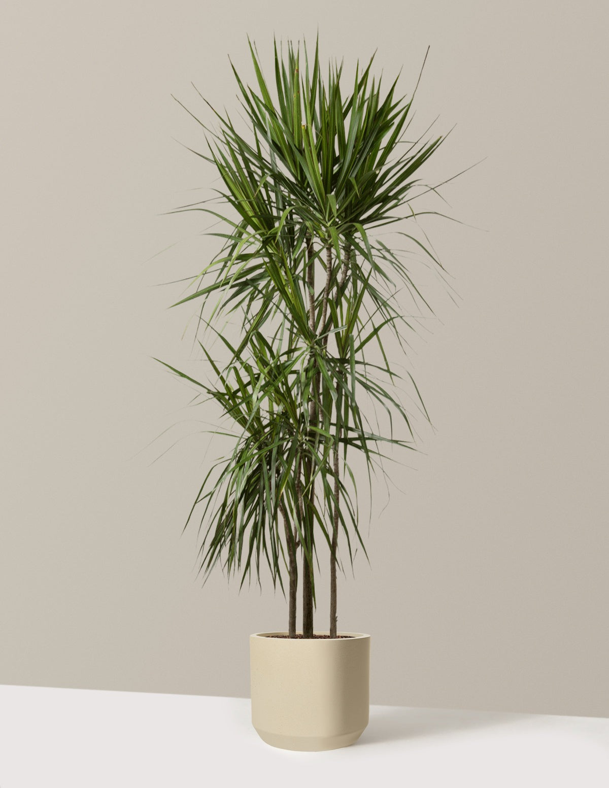 Dracaena Marginata Tree