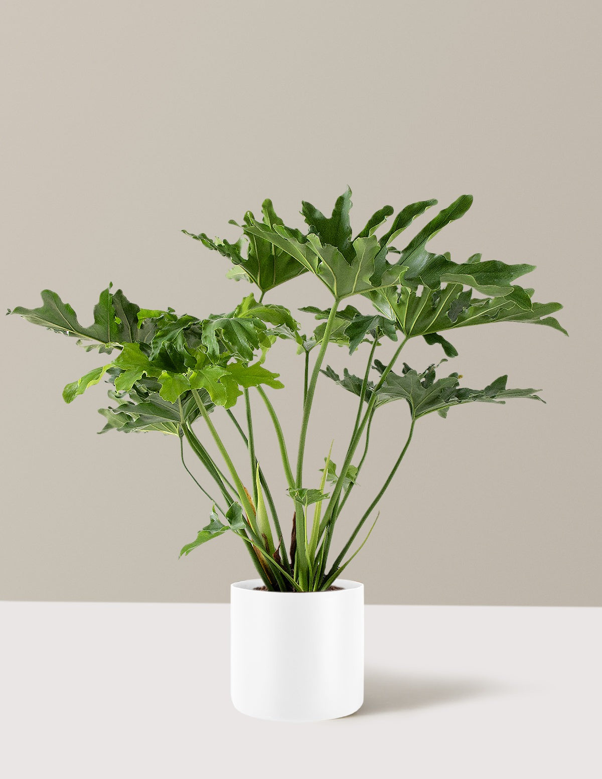 Large Philodendron Selloum Hope