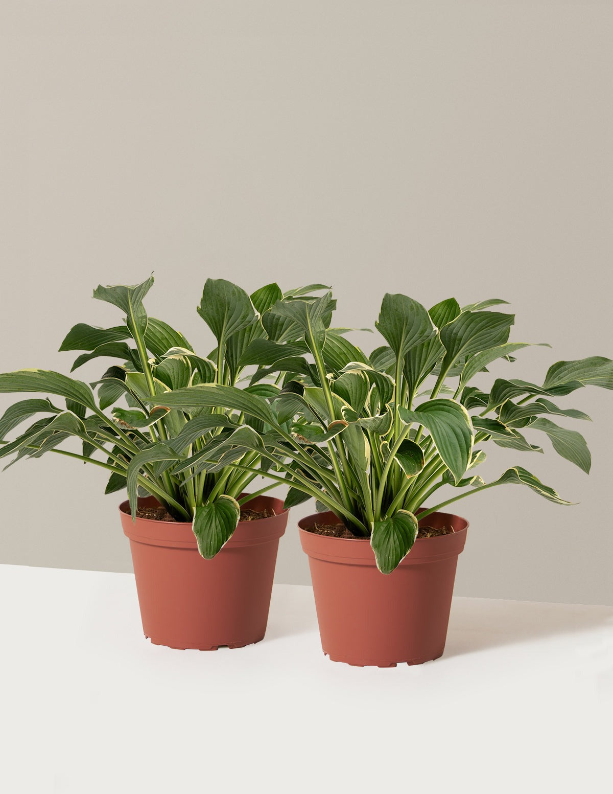 Francee Hosta