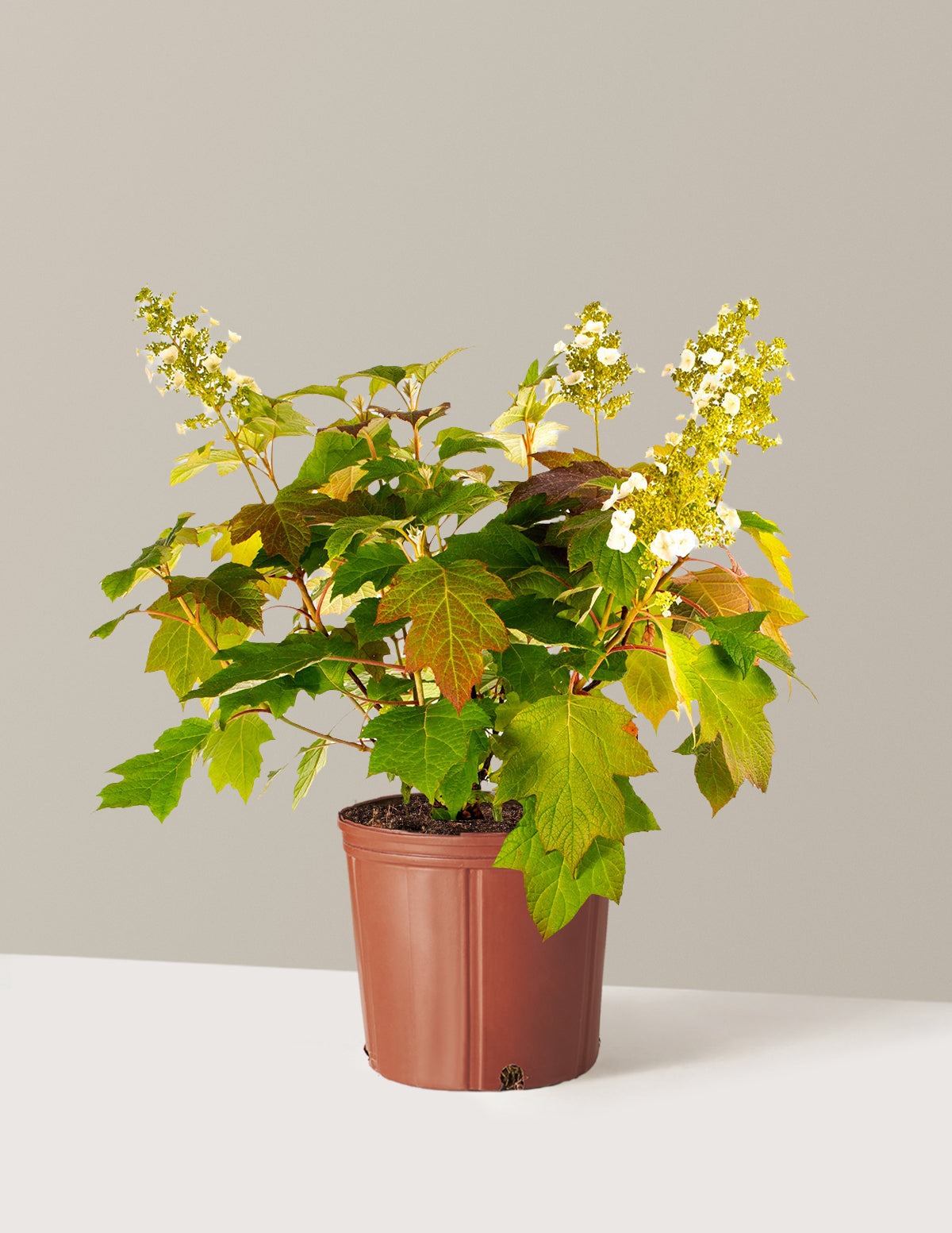Toy SoldierTM Hydrangea