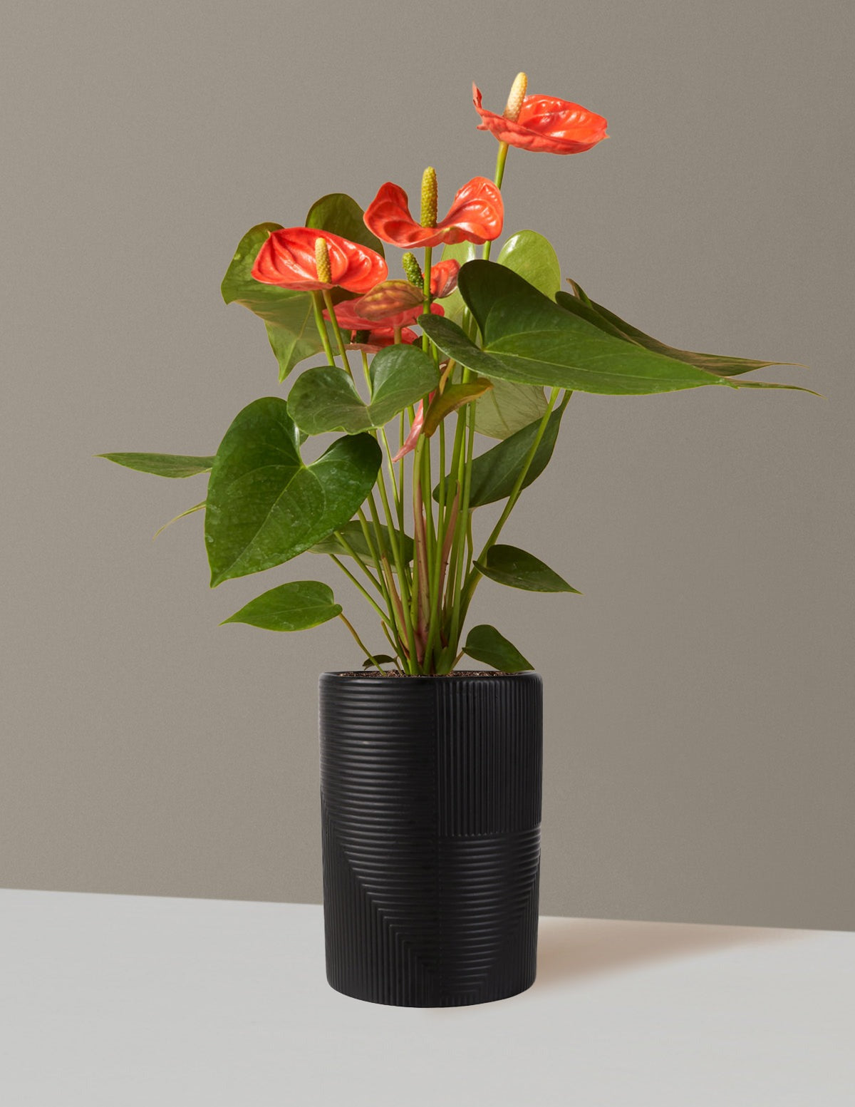 Coral Anthurium
