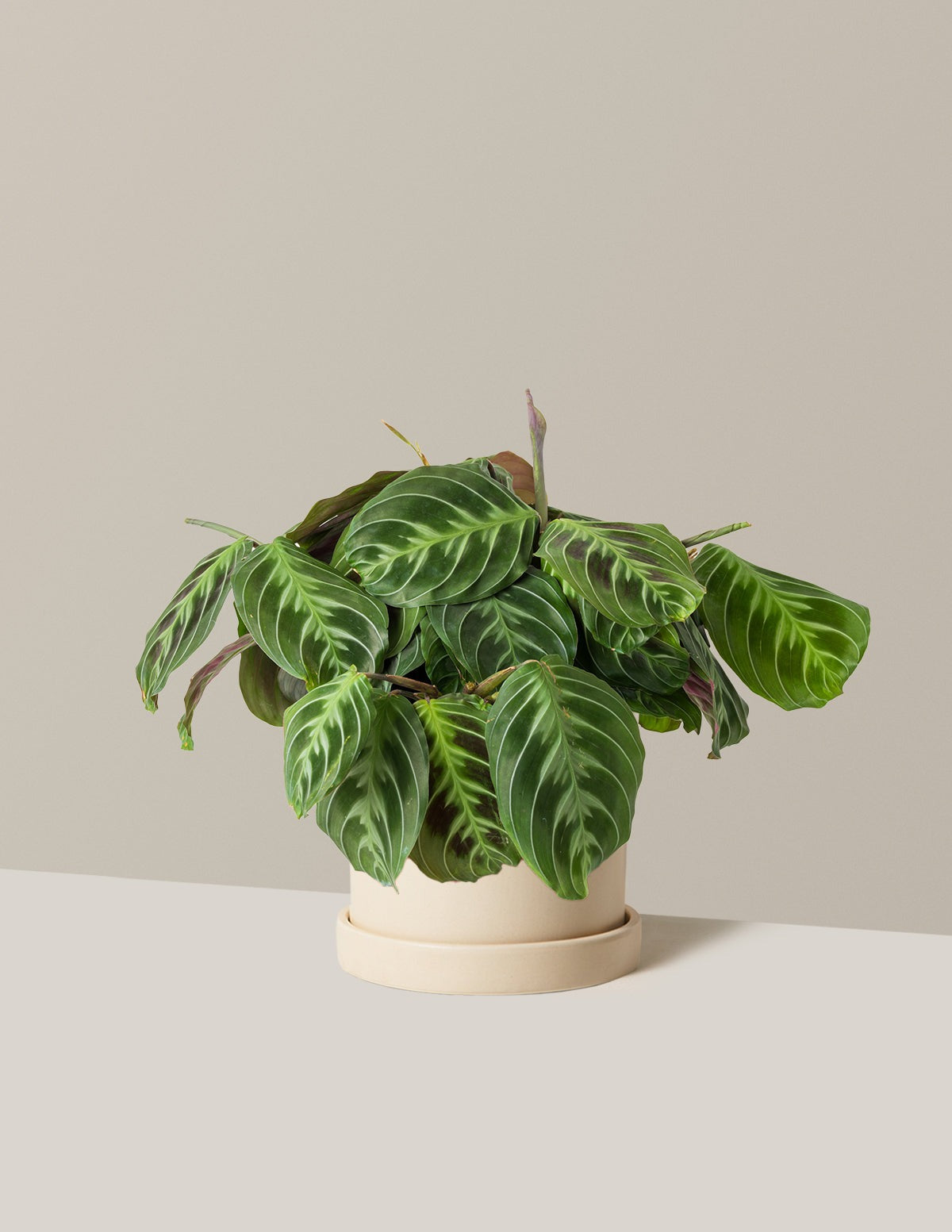 Black Prayer Plant