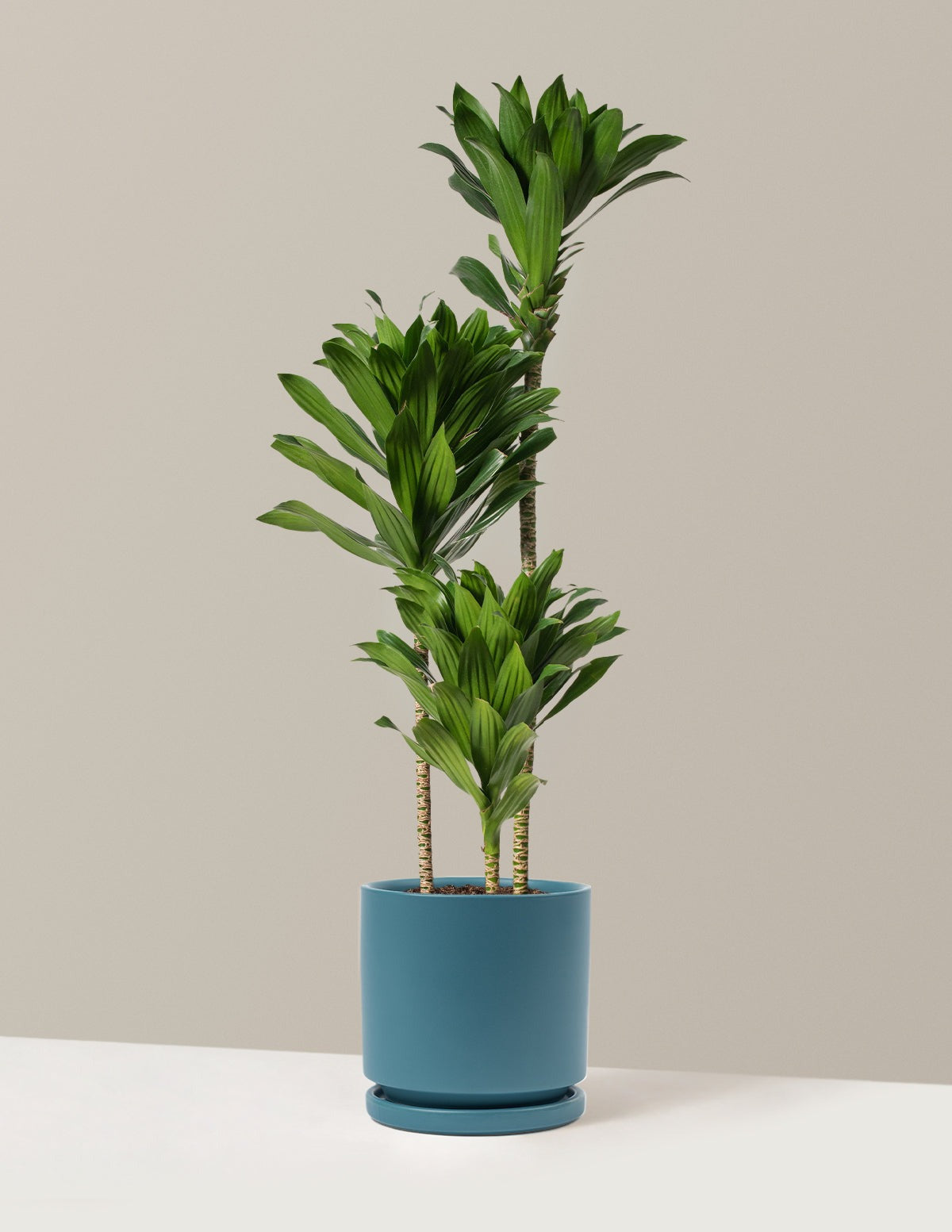 Large Dracaena Compacta Cane