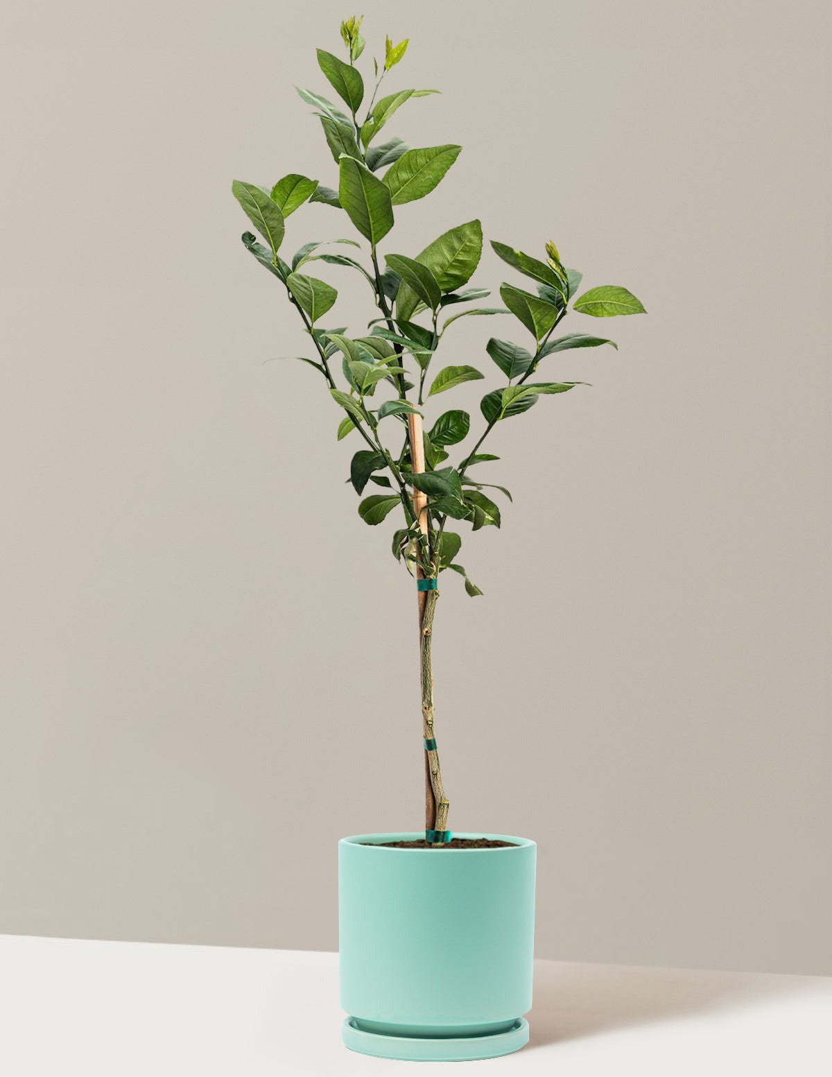 Meyer Lemon Tree
