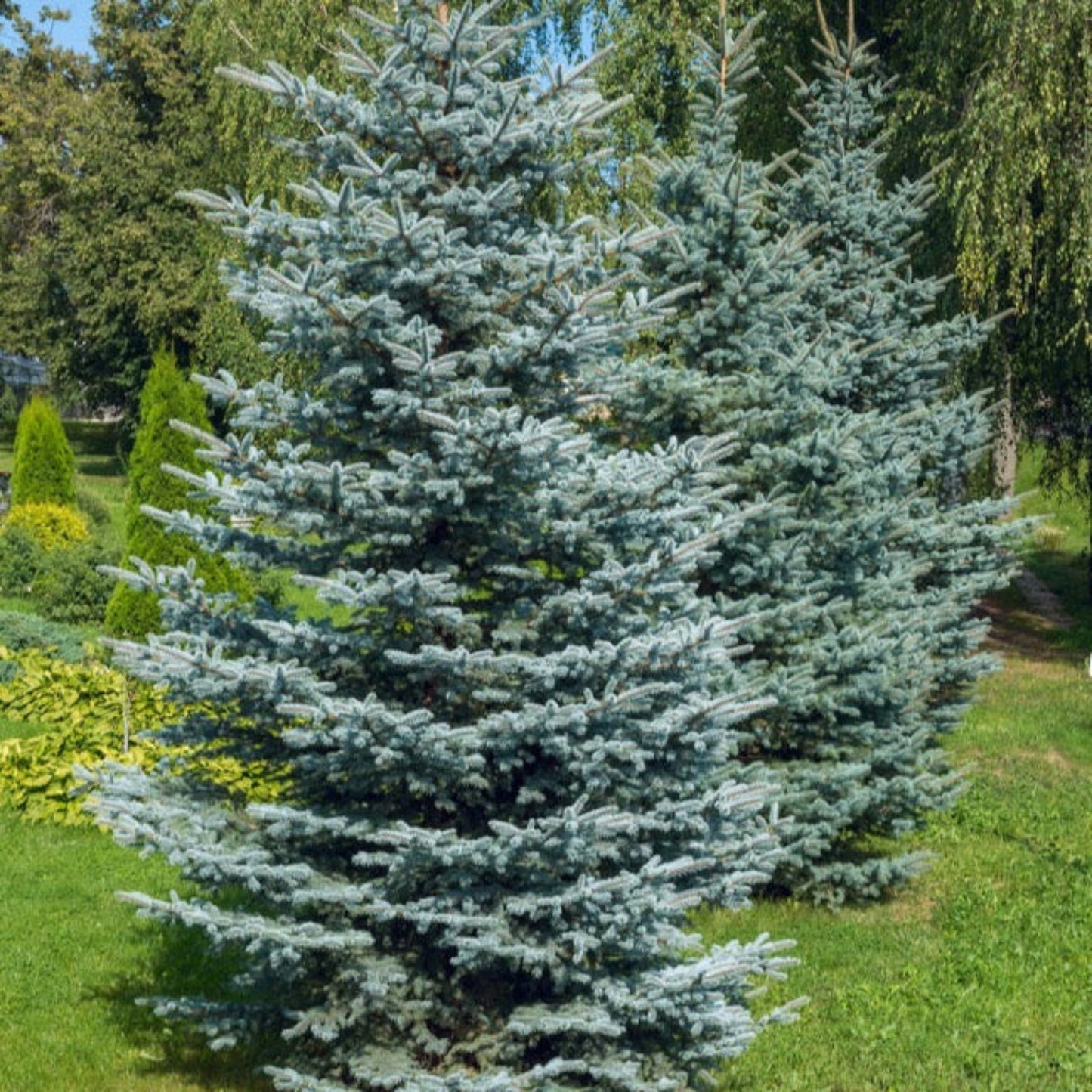 Colorado Blue Spruce