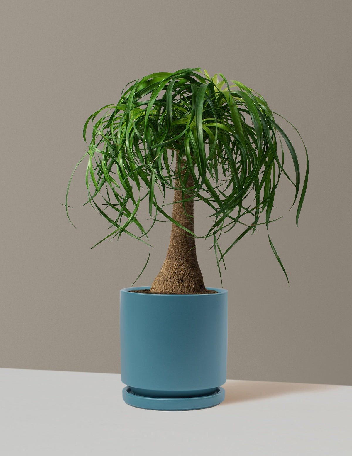 Ponytail Palm