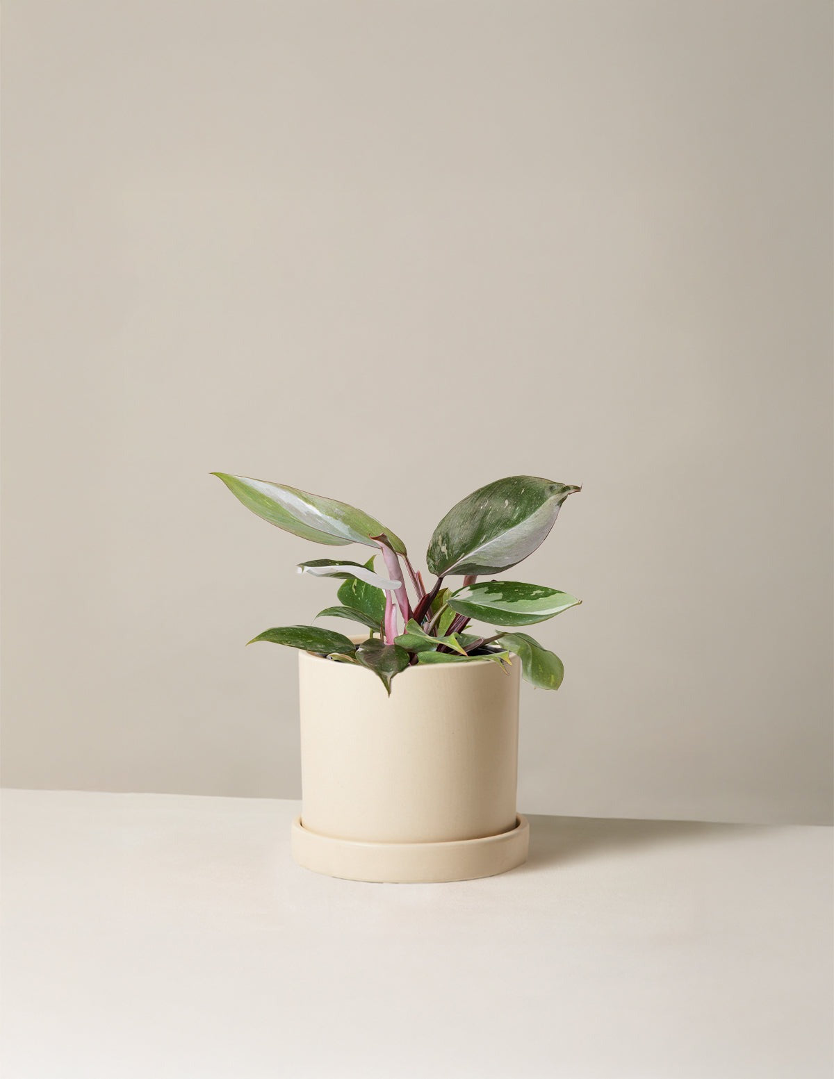 Philodendron Red Anderson