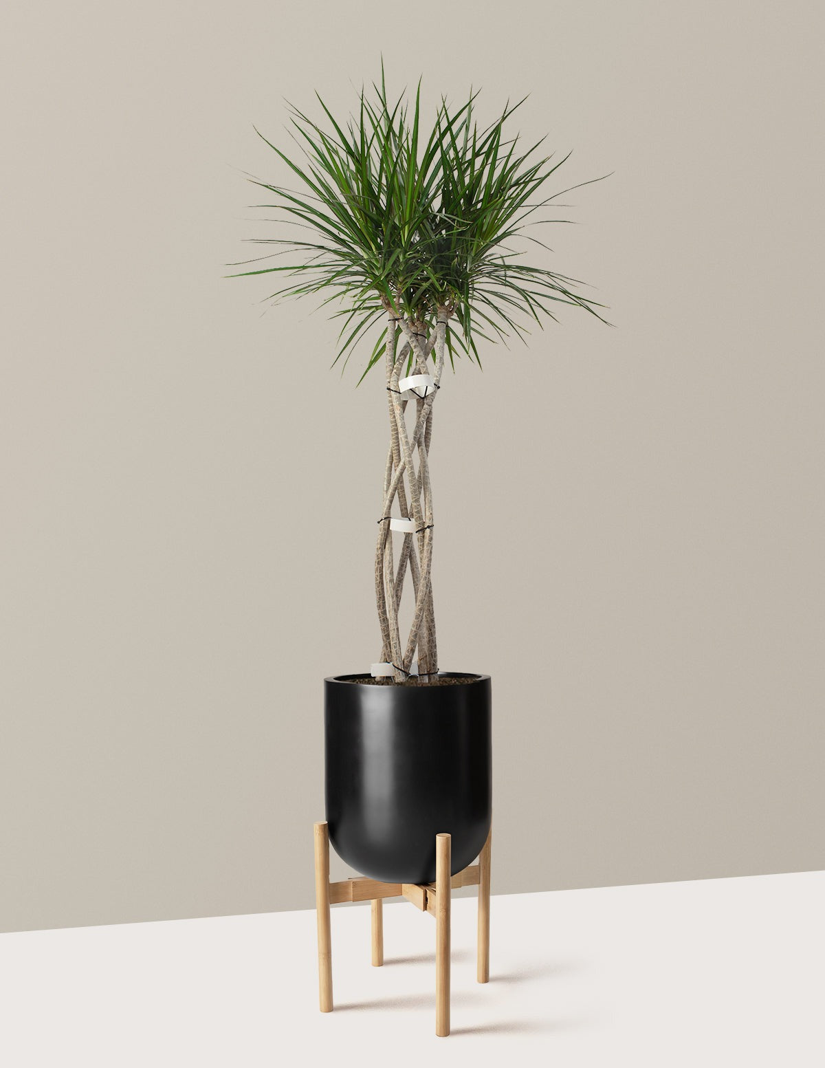 Dracaena Marginata Open Weave