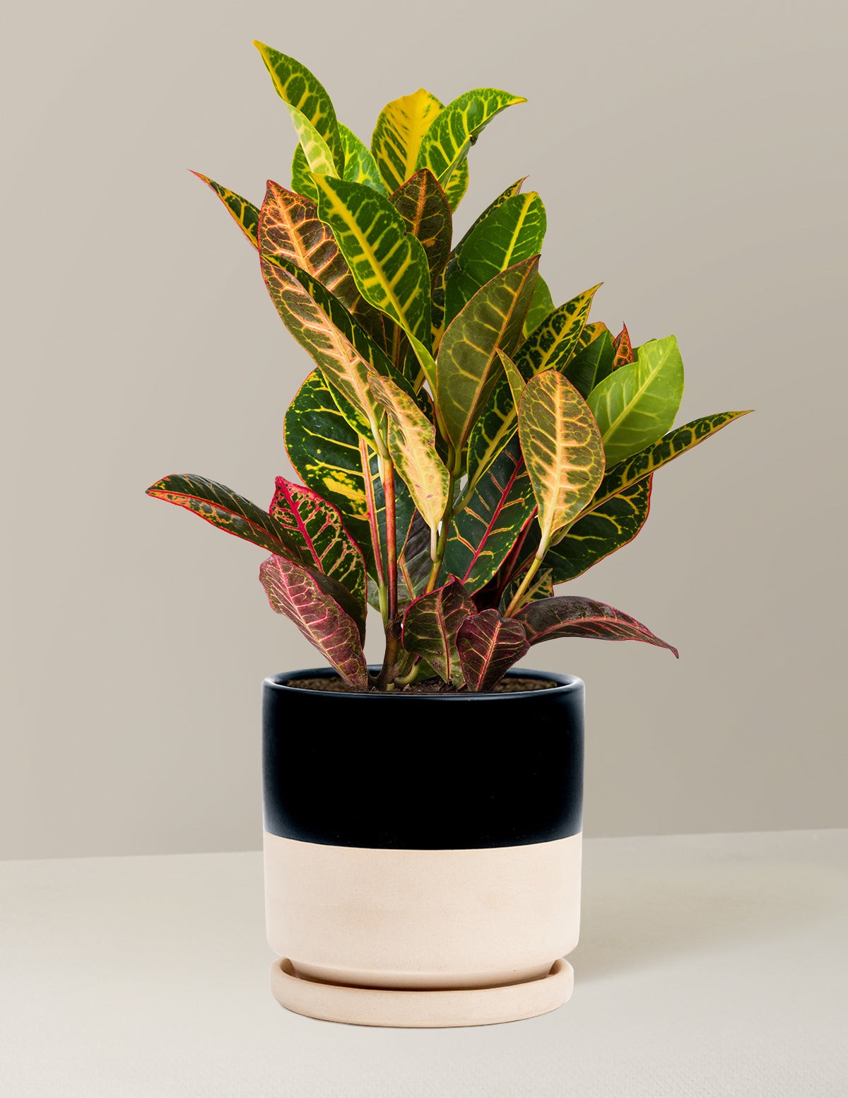 Croton Petra