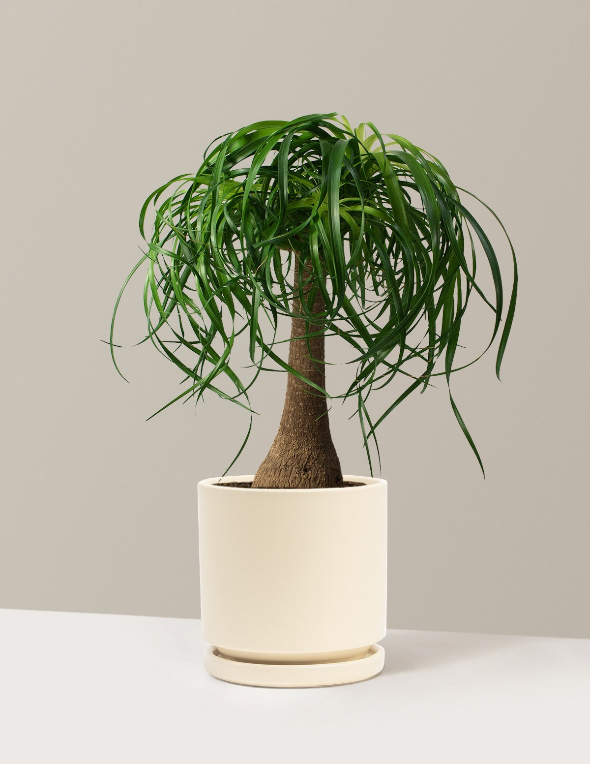 Ponytail Palm
