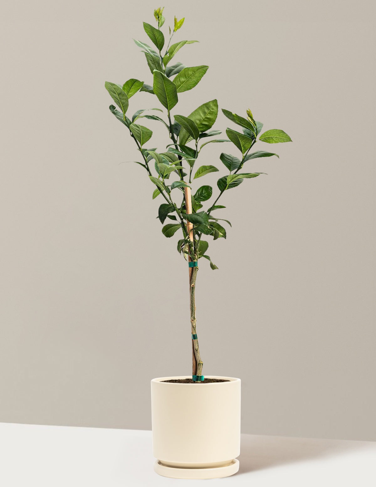 Meyer Lemon