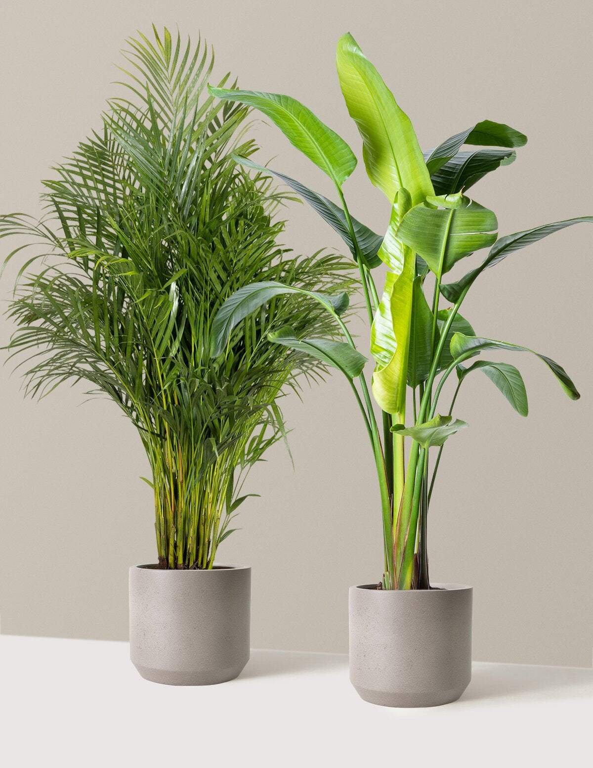 Paradise Pair