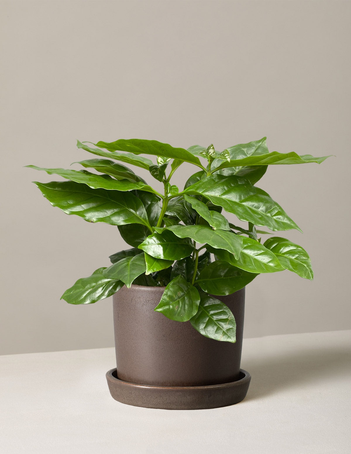 Coffee Plant
