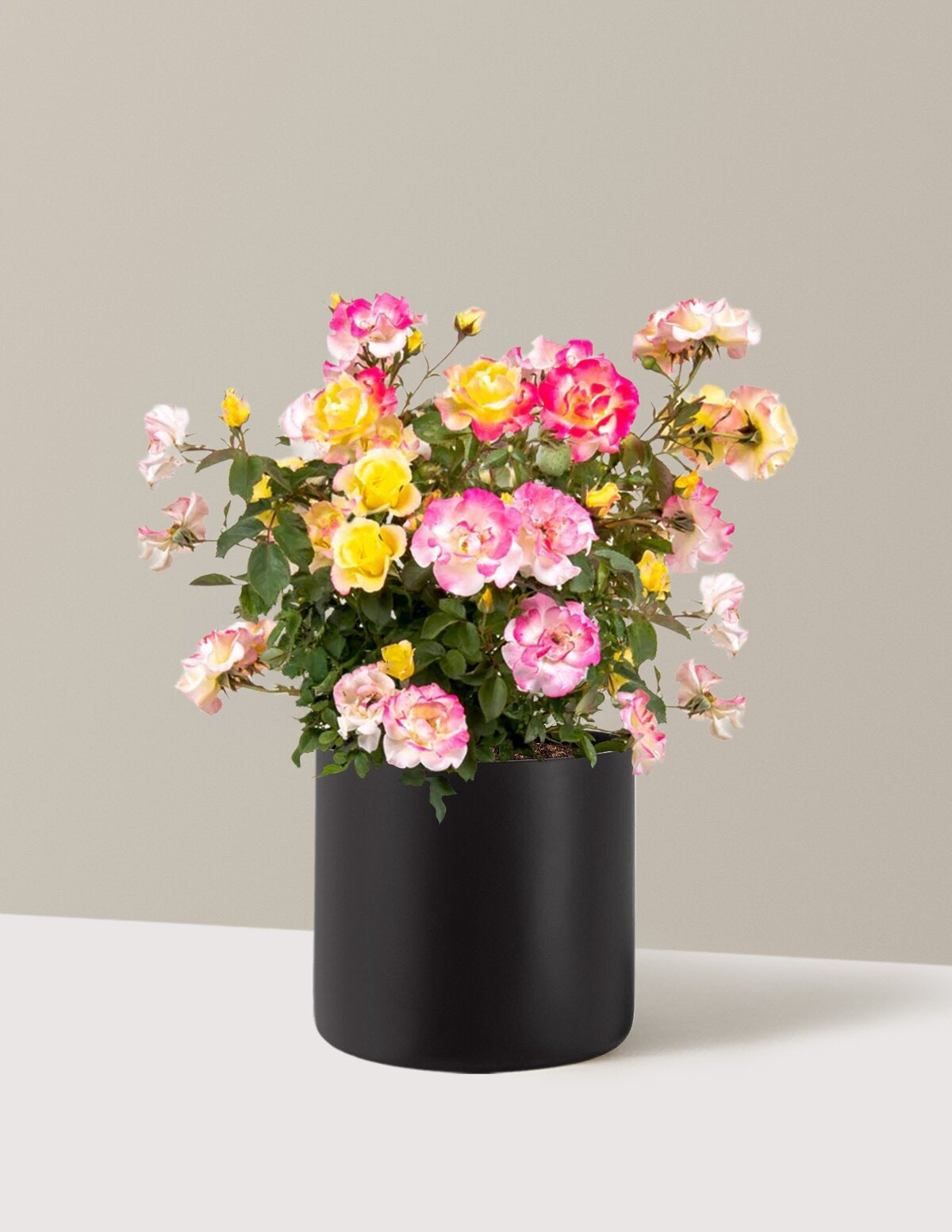 Gumball GoodyTM Rose