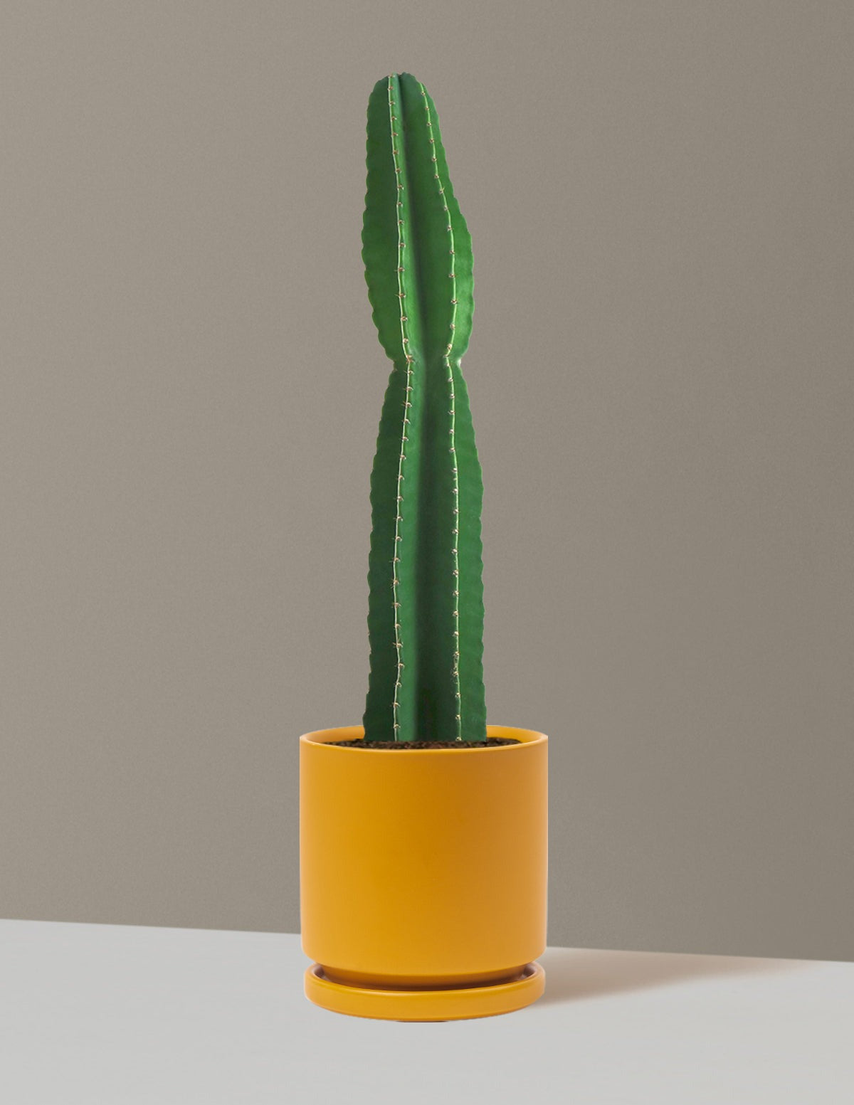 Large Peruvian Apple Cactus