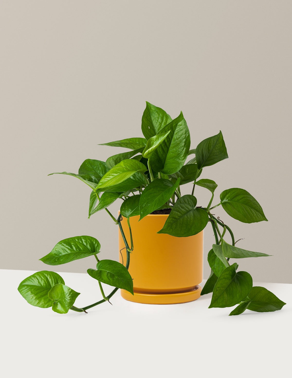 Plant Of The Month Club