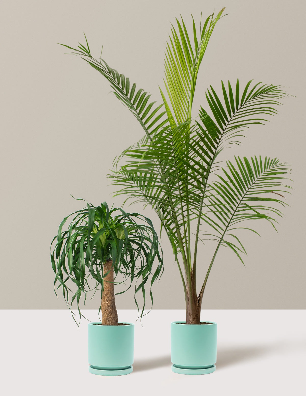 The Palm Bundle