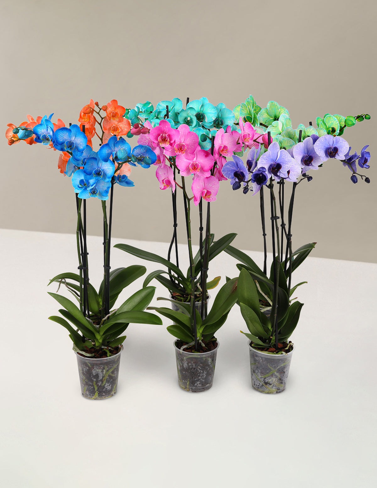 Watercolor Orchid Party Pack