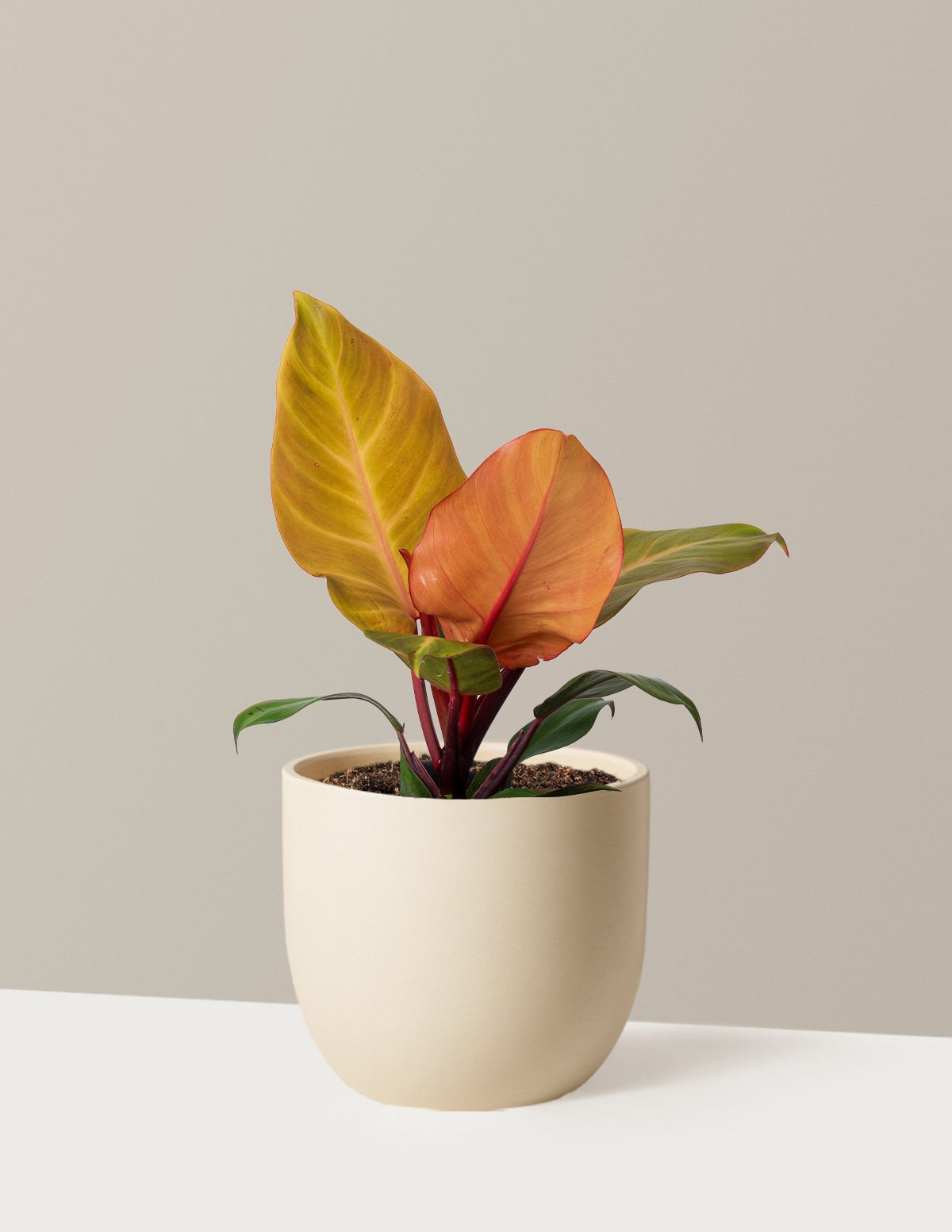 Philodendron McColley’s Finale