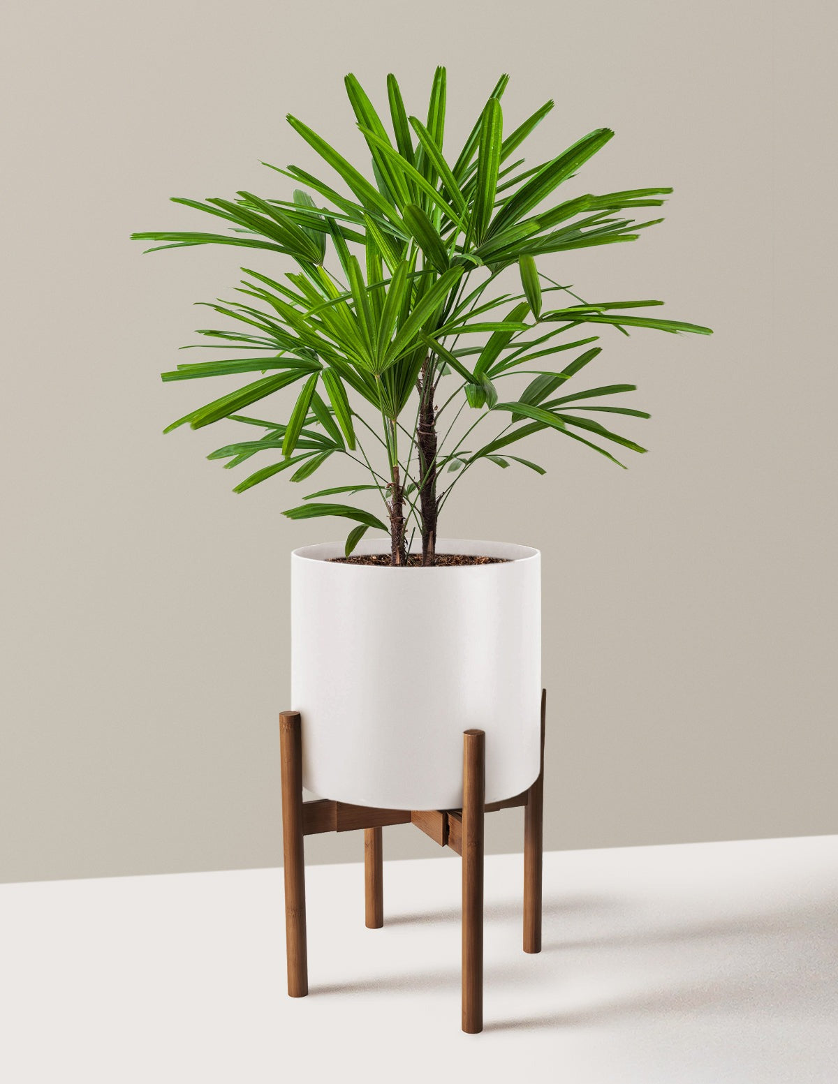 Large Lady Palm