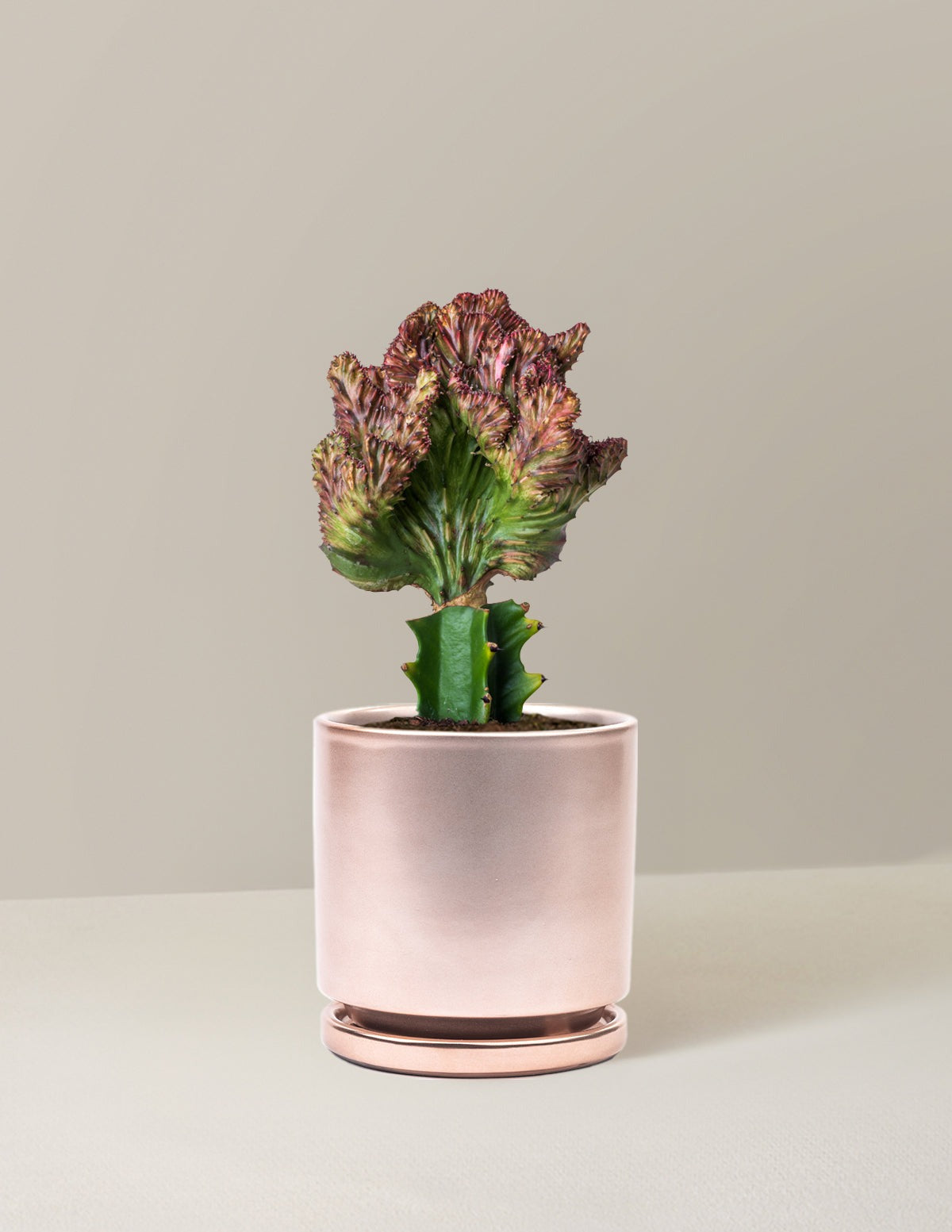 Mermaid Tail Cactus