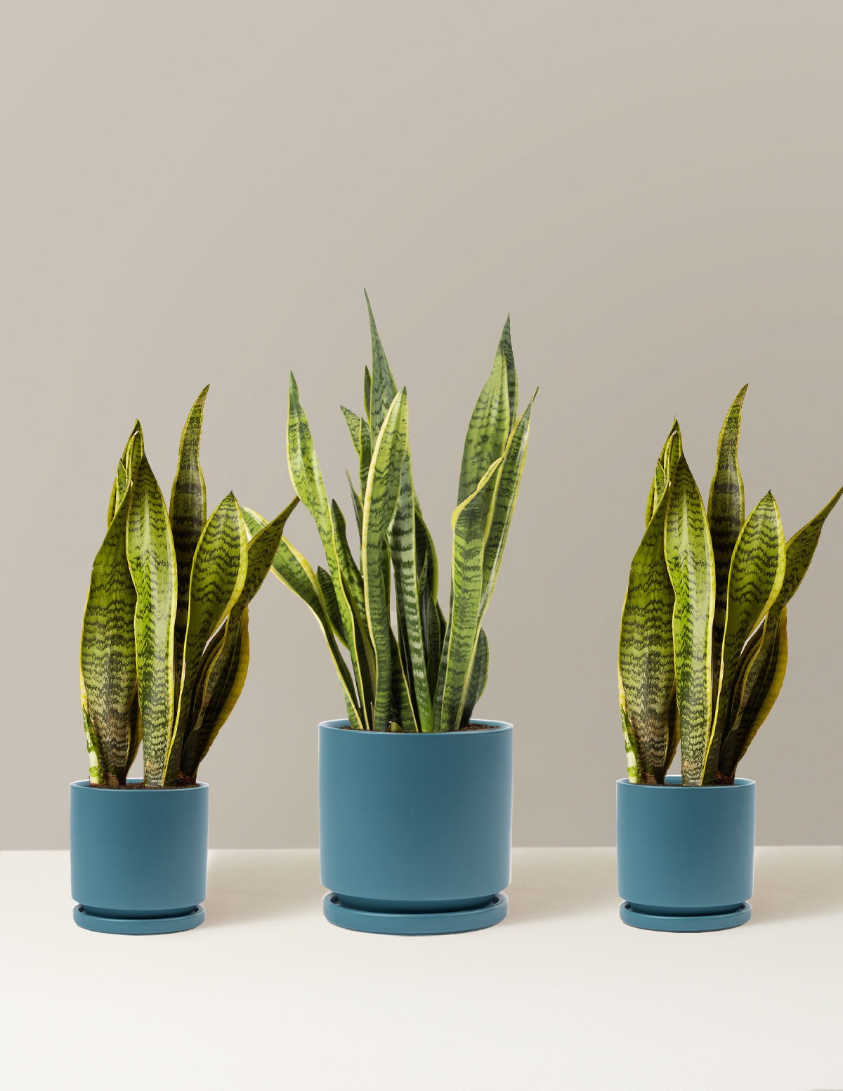 Air Purifying Trio