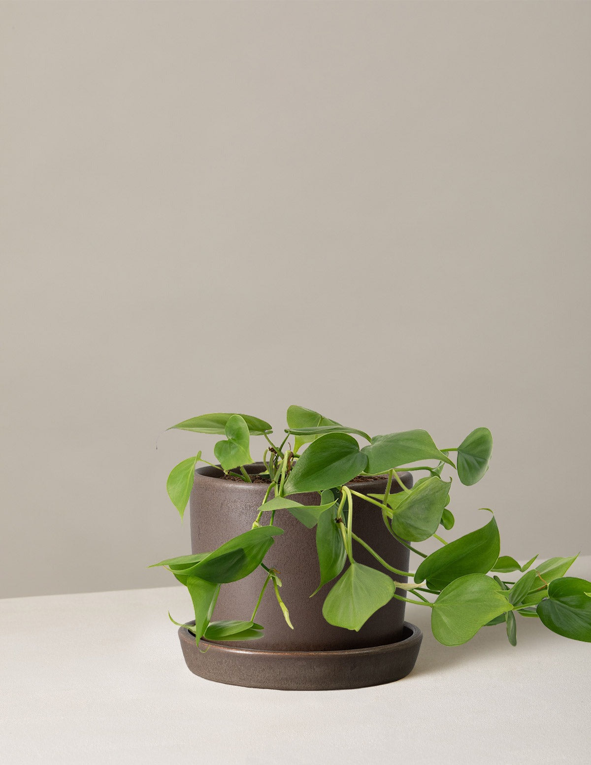 Heartleaf Philodendron