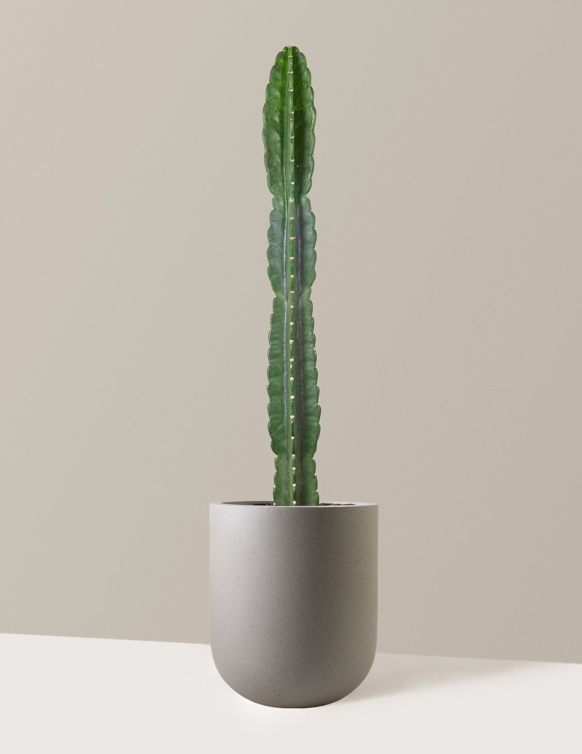 Cuddly Cactus