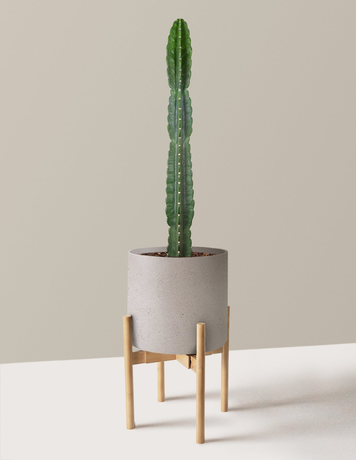 Cuddly Cactus