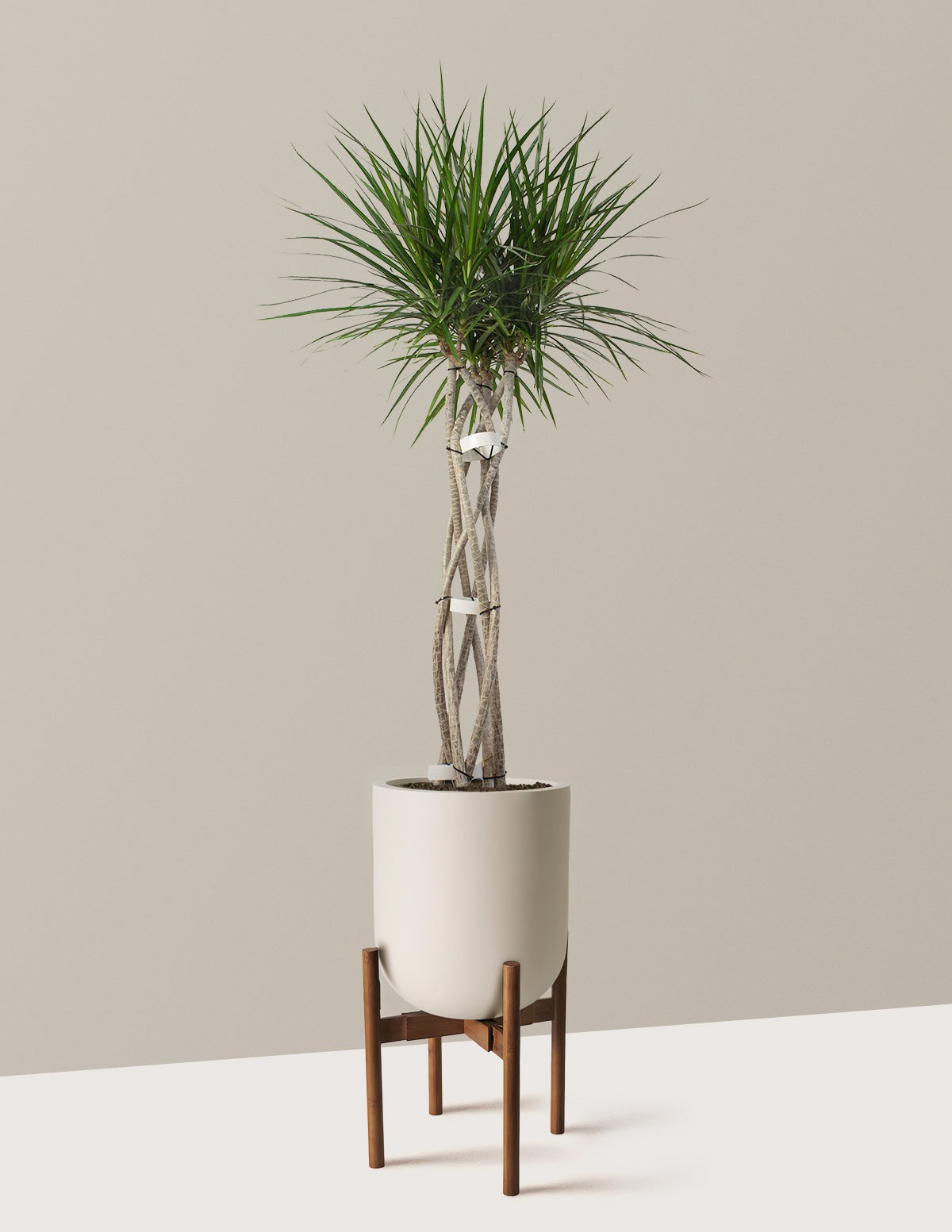 Dracaena Marginata Open Weave