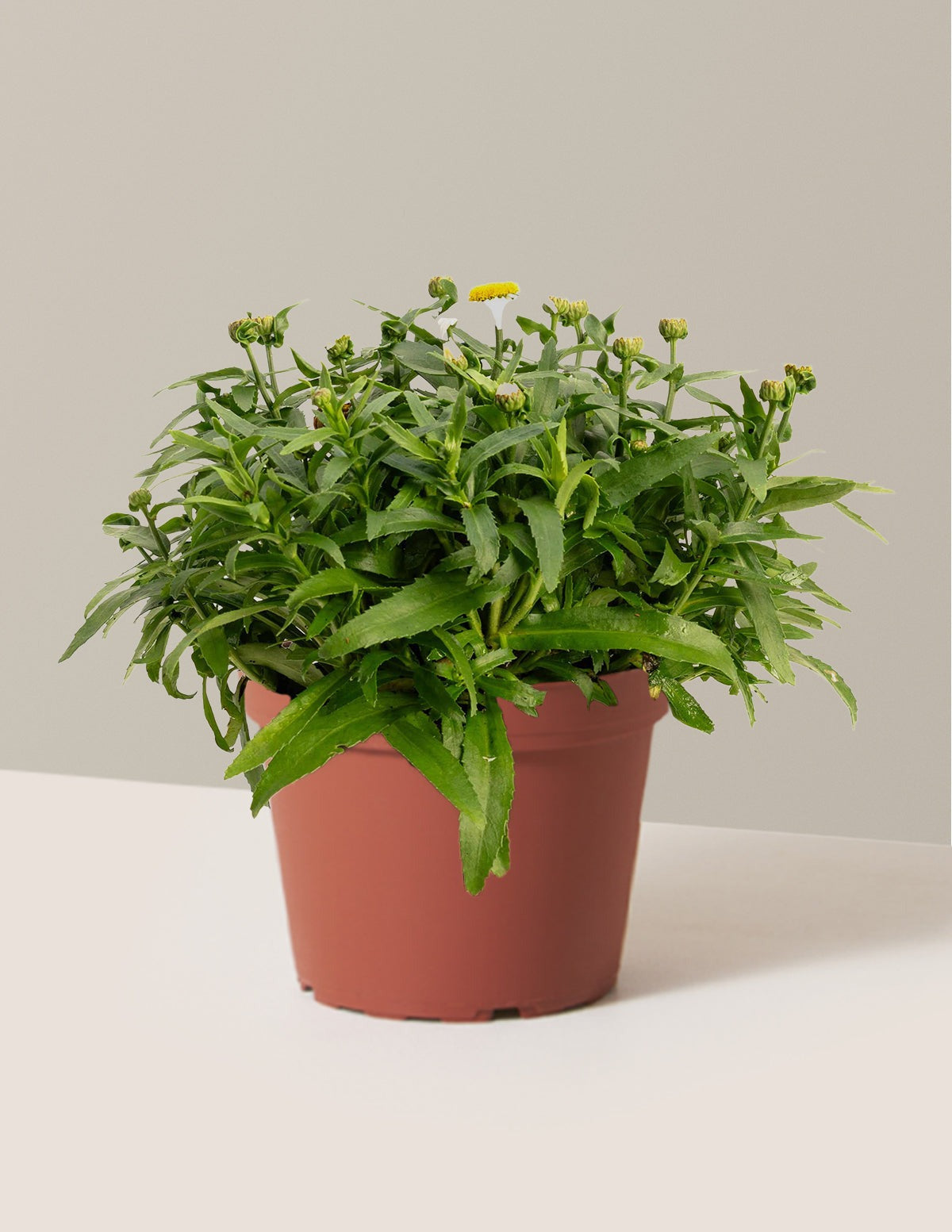 ShortstopTM Shasta Daisy