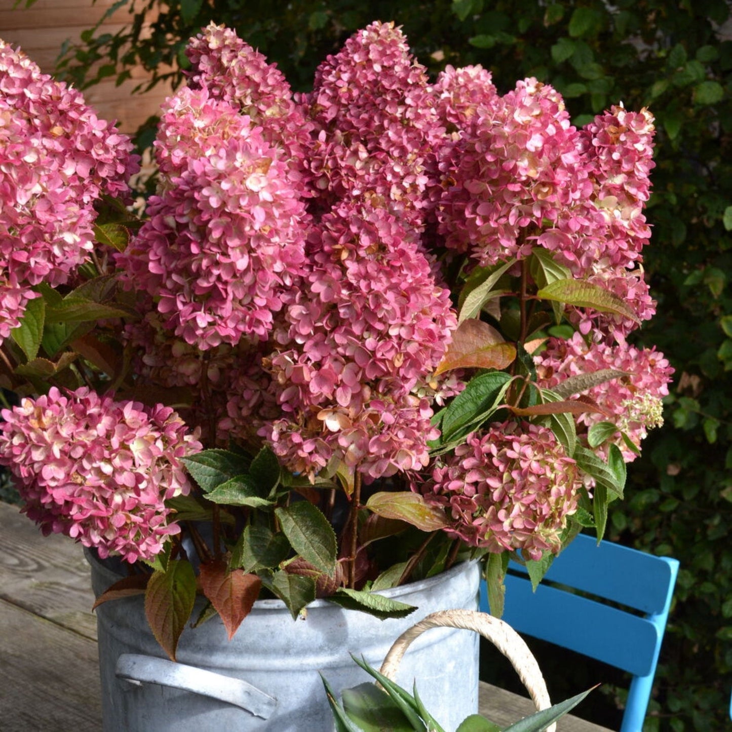 Dragon BabyTM Hydrangea